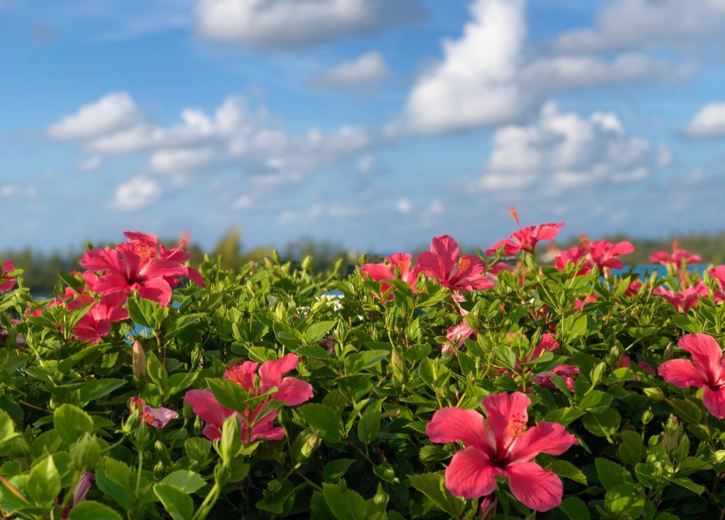 OH YEAH THE ALT TEXT!!!!  (Hi, Sara!)